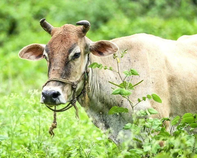 Gau Seva Green Field