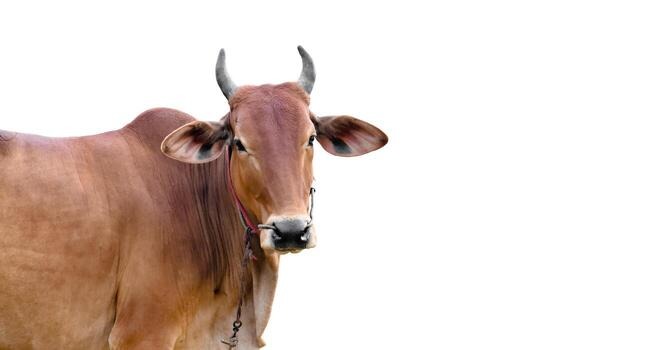 Gau Seva Protection
